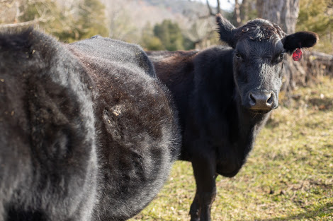 VMO: W1: DC UL SNP Alpha