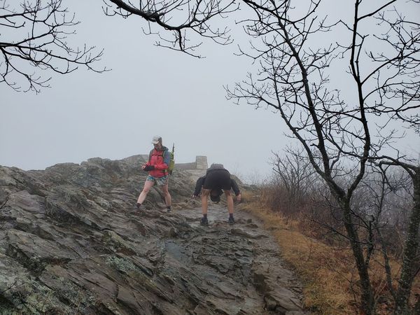 SNP - Hawksbill - Karan