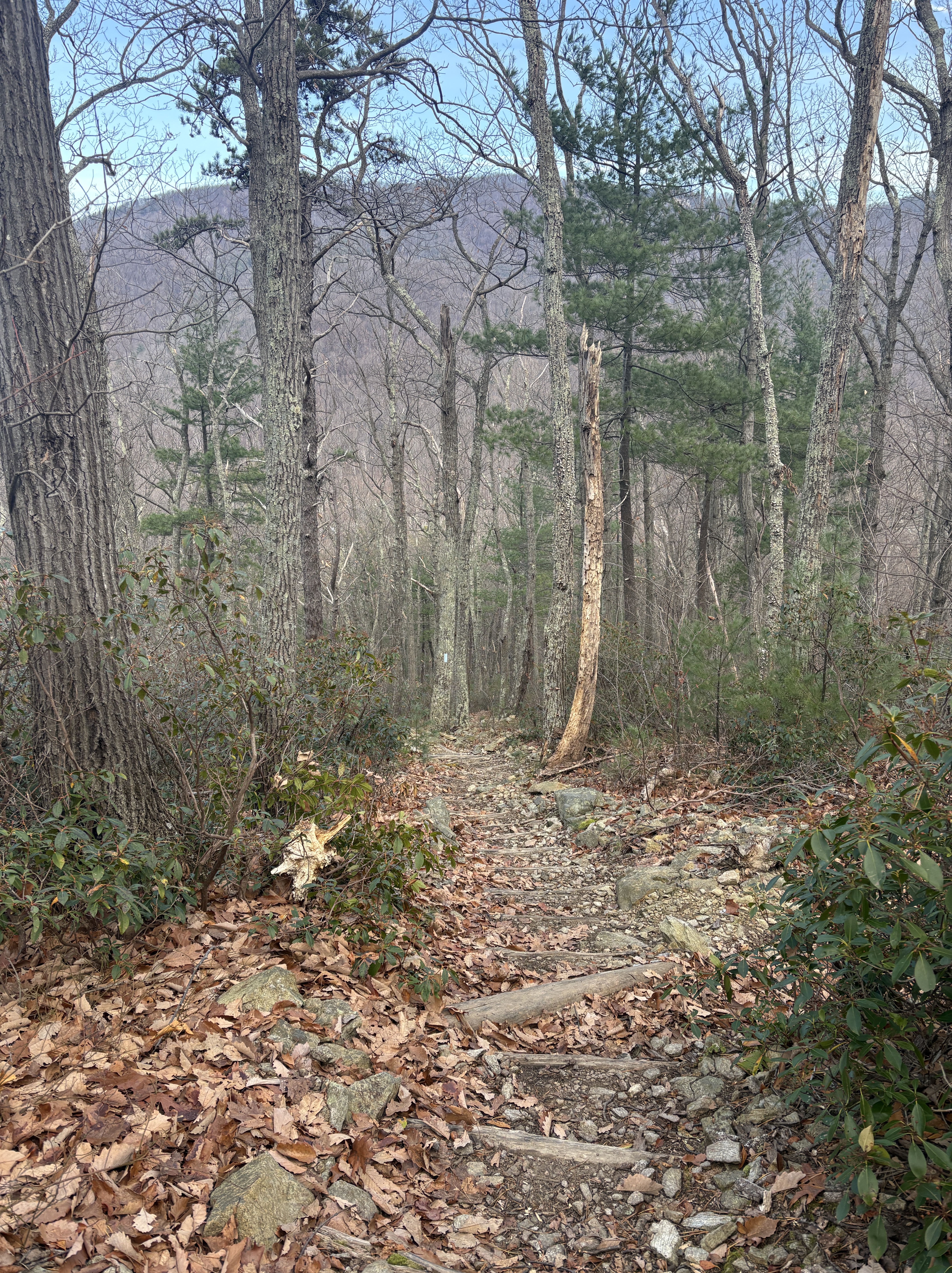 SNP Hazel Country (12/12/2025) – DC UL Backpacking